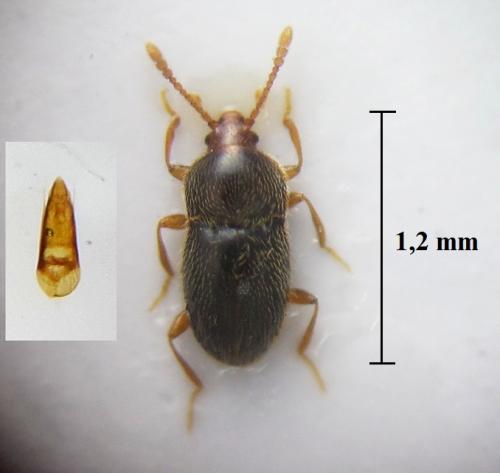 Cephennium fairmairei